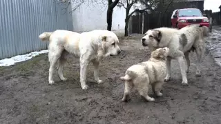 Central Asian Shepherd Dog  Stredoázijský ovčiak kennel Bukovina Tatry