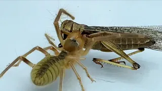 避日蛛VS大蝗虫 骆驼蜘蛛首次pk 避日蛛凶猛战斗Camel Spider vs Locust,sun spider first battle,The battle was fierce