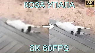 КОЗА УПАЛА (ОРИГИНАЛ) 8K 60FPS🐐🐐🐐