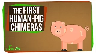 The First Human-Pig Chimeras