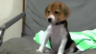 Beagle puppy barking for the first time  VIDEO