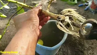 Program akar sancang hasil cangkok@bangrony bonsai