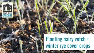 Planting Winter Rye + Hairy Vetch