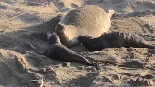 8k Video - Elephant Seal Viewing Point, San Simeon, California