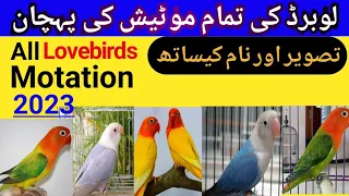 Lovebird mutation name in Pakistan|Lovebirds all mutation|Lovebirds mutation information.