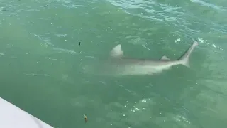 3 Man Shark- Marco Island Florida