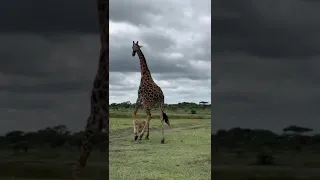 Lionesses attempt to take down a fully grown male giraffe | Serengeti, Tanzania