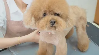 세상에서 제일예쁜 푸들만들기/퍼피썬/푸들미용/애견미용/천안애견미용/DOGGROOMING,POODLE