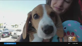 L.I. couple raising beagle rescued from Virginia lab breeding facility