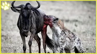 Nasty And Ruthless Moments When Hyenas Eat Their Prey Alive