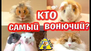 КТО САМЫЙ ВОНЮЧИЙ? / КРЫСА / ХОМЯК / МОРСКАЯ СВИНКА / МЫШЬ / КОШКА / ХОМКИ ВОНЯЮТ? / Alisa Easy Pets