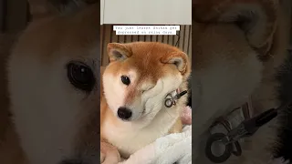 Dramatic Shiba Sadness on rainy days