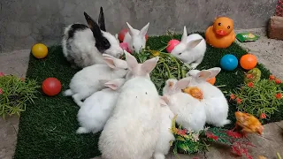 World of cute chicks,Colorful chicks,Ducks,Rabbits,Cute cat,Turtle,Colorful fish,Cute animals,Swans