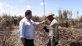 Trabalhadores da Usina Santo Antônio explicam como ganham produtividade no corte de cana