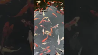 Loro Parque Tenerife koi