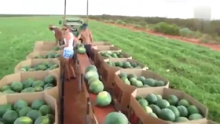 Вот как собирают арбузы
