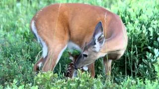 Little Whitetail Fawn - Morning 1, Part 2