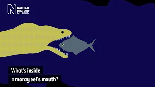 What's inside a moray eel's mouth? | Natural History Museum