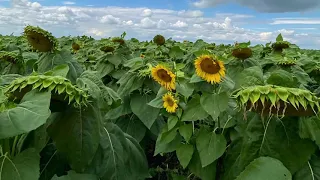 Високоурожайний класичний соняшник Хайсан 254. Відмінняа посухостійкість та олійність