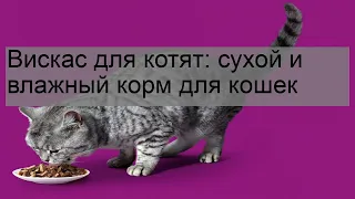 Вискас для котят: сухой и влажный корм для кошек