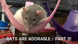 Rats are ADORABLE - Cute Rats Compilation Part 2!