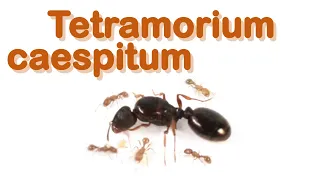 Ant care species guide #24 - Tetramorium caespitum (and other species of this complex)