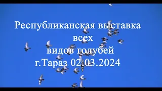 Выставка голубей г.Тараз 02.03.2024.г