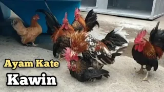 LIHAT AYAM KATE KAWIN ...