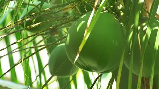 The Story of The Farm - Raw Organic Coconut Sugar