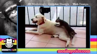 Best Funny Animal Videos Compilation 2013 2014