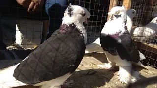 КАБУТАР БОЗОР 23.04.2021 Андижанские голуби kabootar bazi, pigeons, pigeon, kabutar bozor