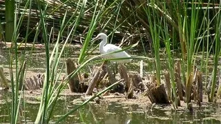 Restoring Southern California's Wetlands (Version 1)