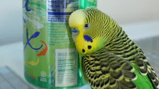 Parakeet answers as if he was Siri on an iPhone