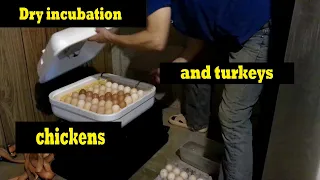 Incubating chickens and turkeys in the same incubator