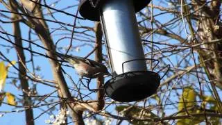 Chaffinch on Bird Feeder