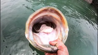 18 POUND BASS  in CLEAR WATER!