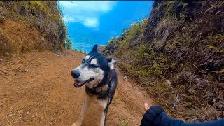 Aventurando con mi perro husky