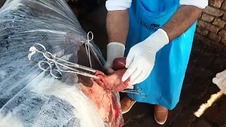 Surgical management of  Intussusception in Cattle via right flank laparotomy in field condition.