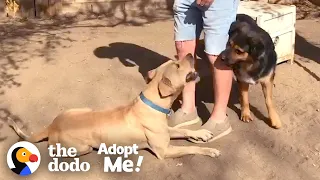 Stray Dog Refuses to be Caught — Until his Friend Shows Up | The Dodo Adopt Me!