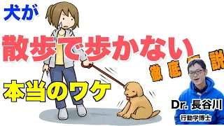 犬が散歩で歩かない本当のワケを徹底解説【子犬のしつけの決定版】あなたの家の犬にも当てはまるところがあるかも！？