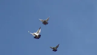 Николаевские голуби 30 10 2023 г 2