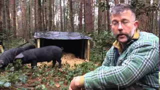 Interview with Mark Tasker, Owner of the Large Black Pigs