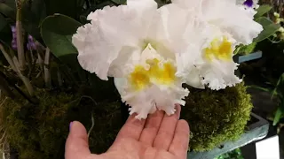 Orchid exhibition Paris Выставка орхидей Париж 2018