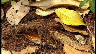 Chroniques de l'Amazonie sauvage - Episode 11: Le dauphin qui voulait mourir.