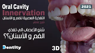 Oral Cavity Innervation | التغذية العصبية للفم والأسنان