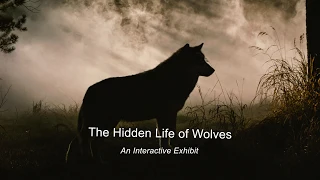 The Hidden Life of Wolves- Teaser