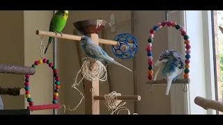 2 hours Budgie Sounds for lonely bird with calming music