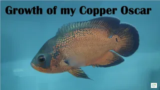 Growth of my Copper Oscar  #oscarfishtank  #oscarfish  #monsterfishkeeper #aquarium