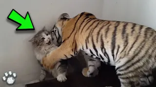 A Mother Cat Adopted a Tiger Cub, Years Later the Unbelievable Happened!