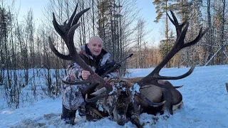 Трофейная охота на Благородного Оленя днем!  Национальный парк "Припятский"! Шикарный трофей!!!